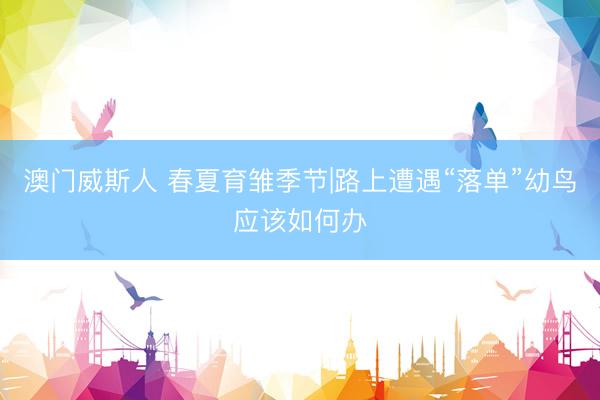 澳门威斯人 春夏育雏季节|路上遭遇“落单”幼鸟应该如何办