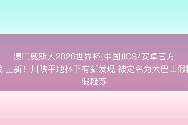 澳门威斯人2026世界杯(中国)IOS/安卓官方下载 上新！川陕平地林下有新发现 被定名为大巴山假糙苏