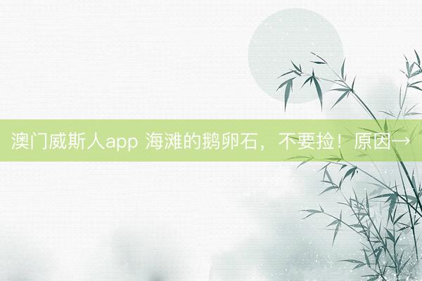 澳门威斯人app 海滩的鹅卵石,不要捡!原因→